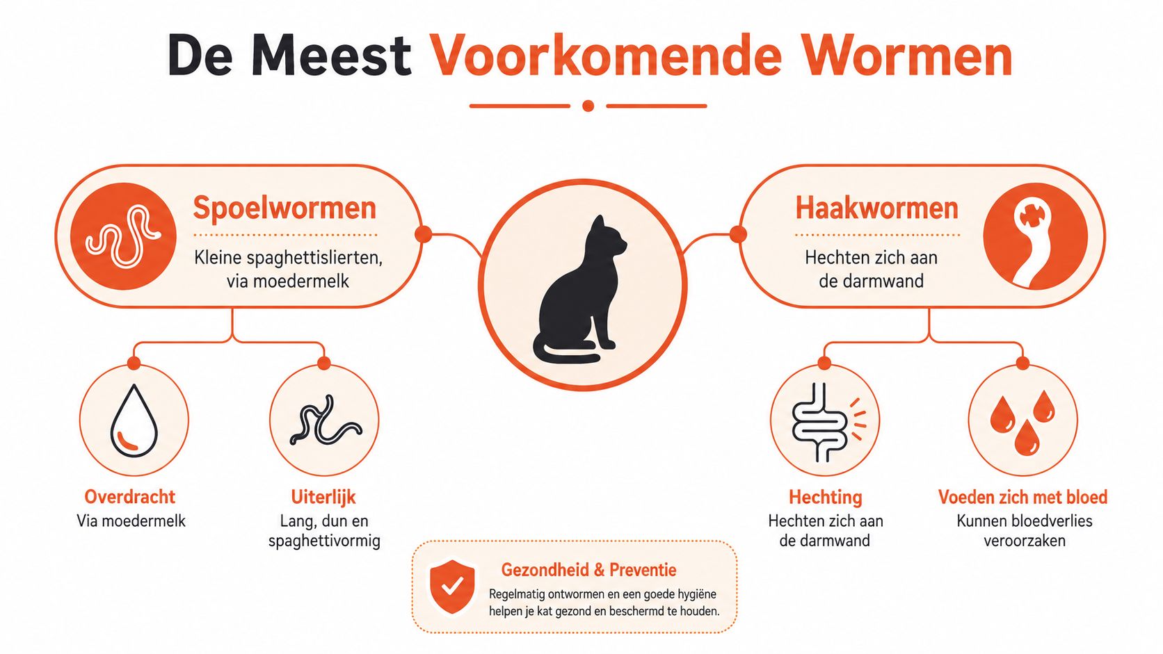 Een informatieve infographic over de meest voorkomende wormen bij katten, zoals spoelwormen en haakwormen en hun preventie.