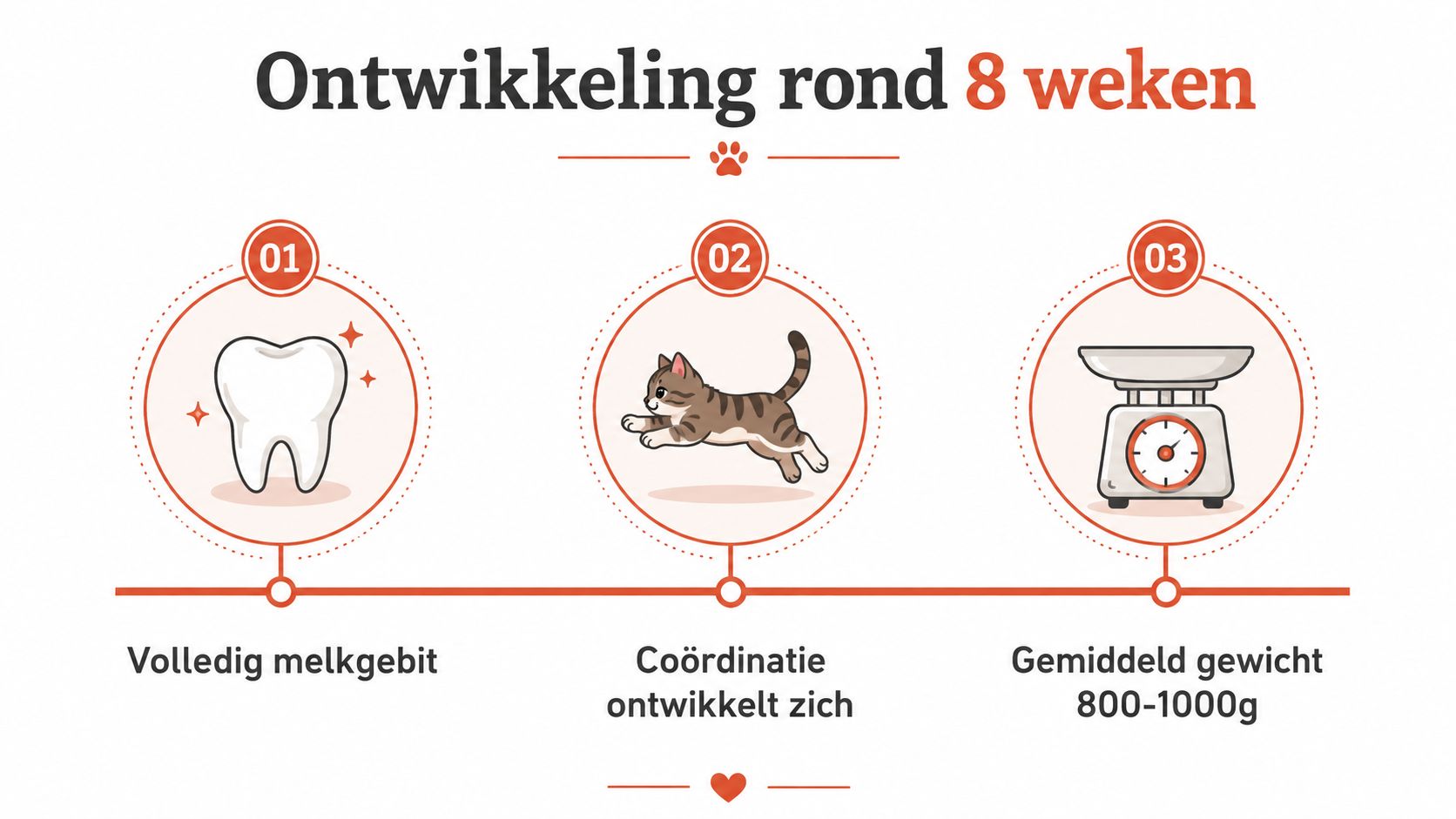 Een informatieve afbeelding over de ontwikkeling van kittens rond de leeftijd van acht weken oud.