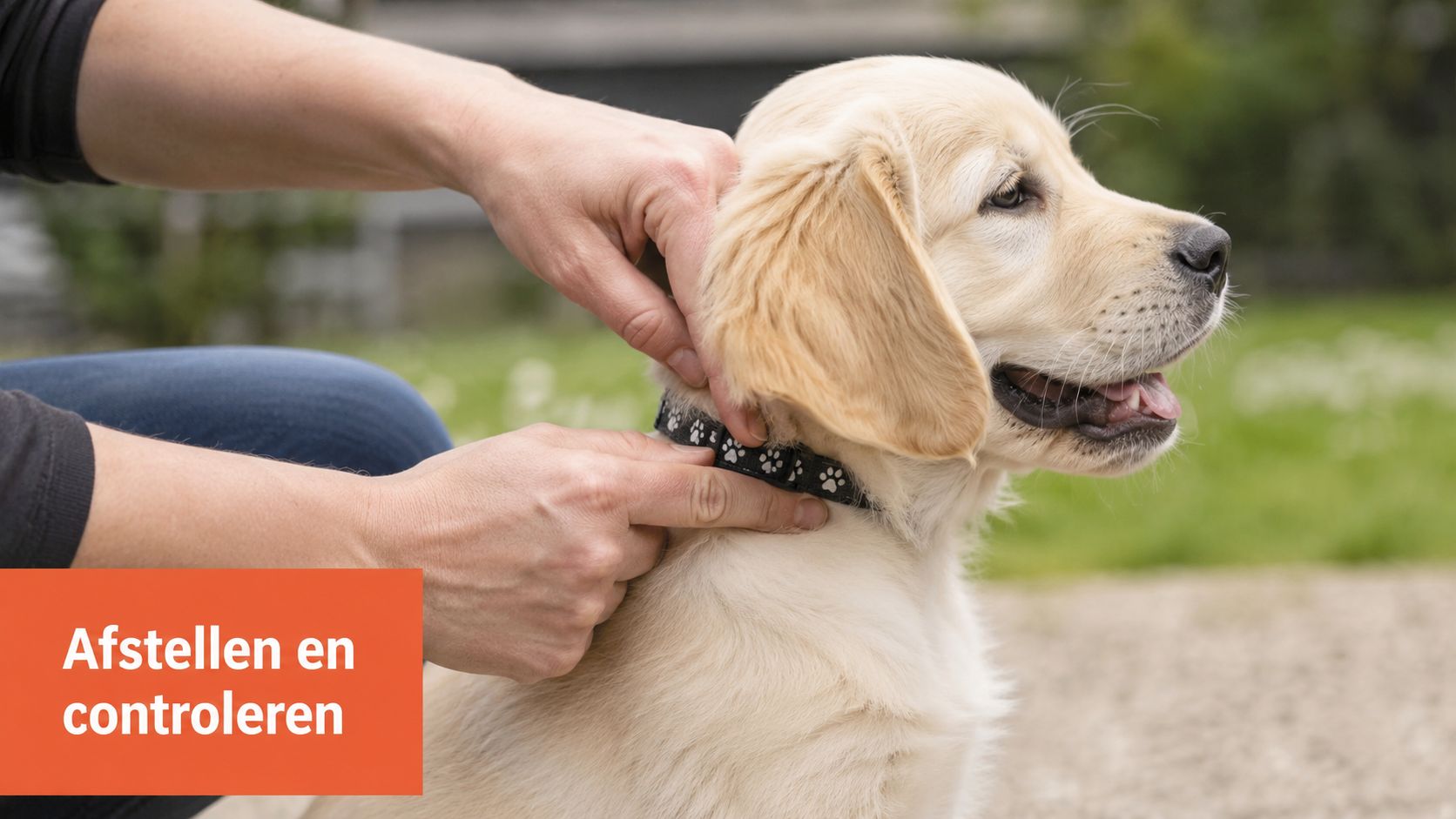 Een persoon past de maat van een halsband aan bij een vriendelijke golden retriever pup in buitenlucht.